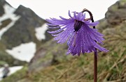 04 Fiori sul sentiero (Soldanella alpina)